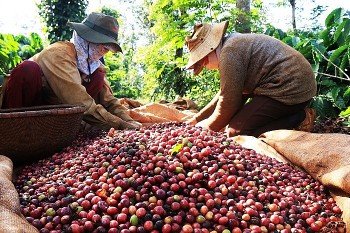 xuat khau ca phe cua viet nam tang manh trong nhung thang dau nam