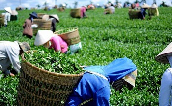 san pham che cua viet nam co thi phan lon tai dai loan
