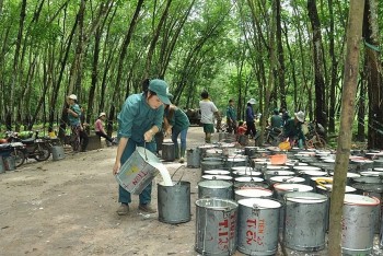 Xuất khẩu cao su tăng trưởng mạnh trong tháng 5