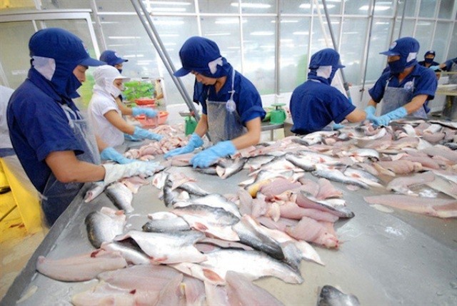 Cá tra Việt Nam đứng đầu về lượng tiêu thụ tại Bắc Âu