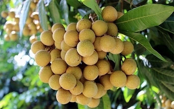 doanh nghiep xuat khau trai cay sang trung quoc can kiem soat chat dich hai tu goc
