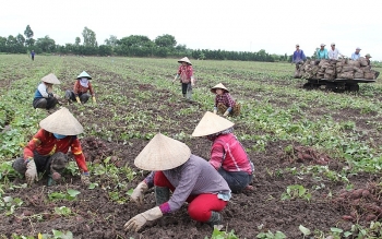 Vĩnh Long cần hỗ trợ tiêu thụ 27.000 tấn khoai lang tím