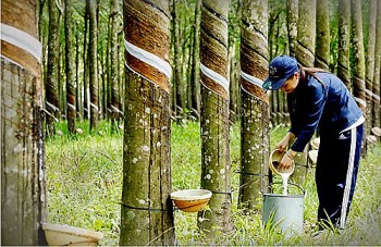 hoat dong xuat khau cao su cua viet nam tiep tuc tang manh