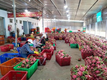 thanh long binh thuan da duoc bao ho chi dan dia ly tai nhat ban