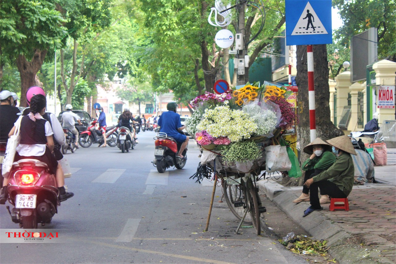 Cúc họa mi "nhuộm" trắng phố phường Hà Nội, gọi mùa đông về