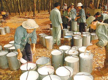 Sản xuất được phục hồi, ngành cao su 'bay' cao dịp cuối năm