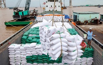 Doanh nghiệp có thể bị thu hồi giấy phép nếu không xuất khẩu gạo