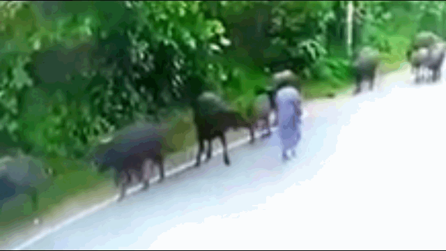 video dang di bo nguoi phu nu bi trau dien tan cong den bat tinh