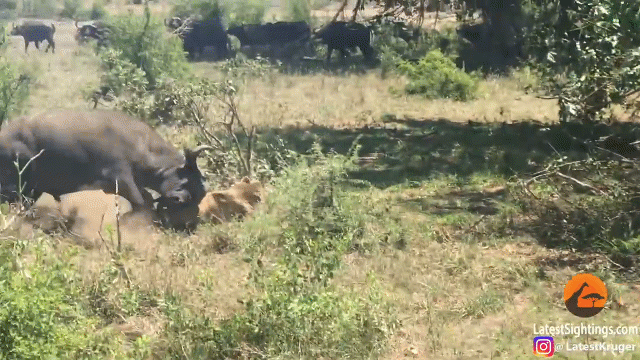 video khong luong suc minh trau rung nhan cai ket dau don