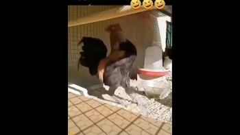 video ga trong hut hoi nga lan dung ra dat vi gay qua dai