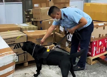 Video: Chó nghiệp vụ đánh hơi, phát hiện cần sa trong kiện hàng ở sân bay