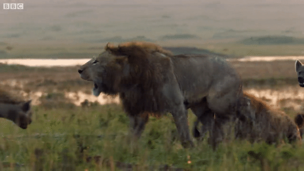 vo tinh lot vao lanh tho cua linh cau su tu duc bi danh hoi dong toi ta may man duoc dong loai giai cuu