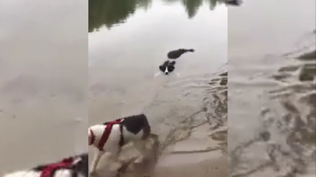 video khong the nhin cuoi voi hanh dong cua chu cho dang yeu