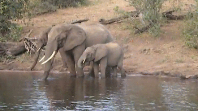 Video: Chú voi đáp trả quyết liệt khi bị cá sấu đớp vòi
