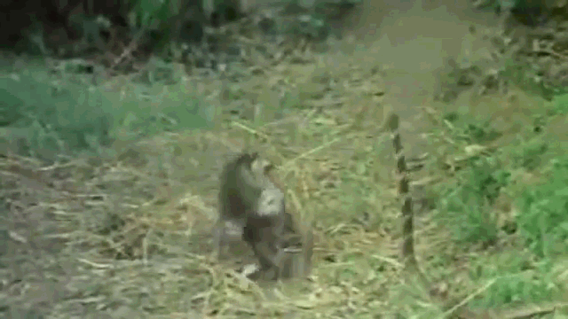 Video: Bị khỉ tát "lật mặt", hổ mang chúa điên cuồng đáp trả