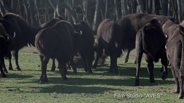 Video: Bị đàn bò rừng truy sát, chú hươu lập kỳ tích khó tin