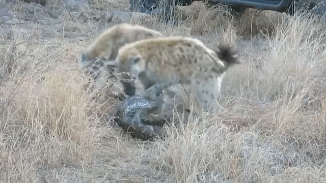 video so nho gap phai linh cau hung han va doi khat tran da khong lo buoc phai bo moi de giu mang