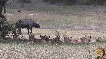 video trau duc nghenh ngang di dao ngay truoc mui dan su tu