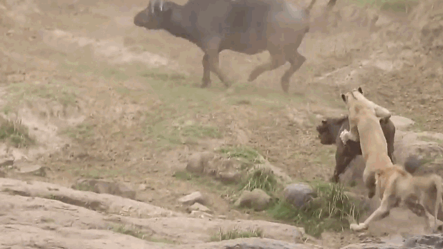 Video: Hùng hổ dàn trận săn trâu rừng, sư tử bị tẩn cho "thừa sống thiếu chết"