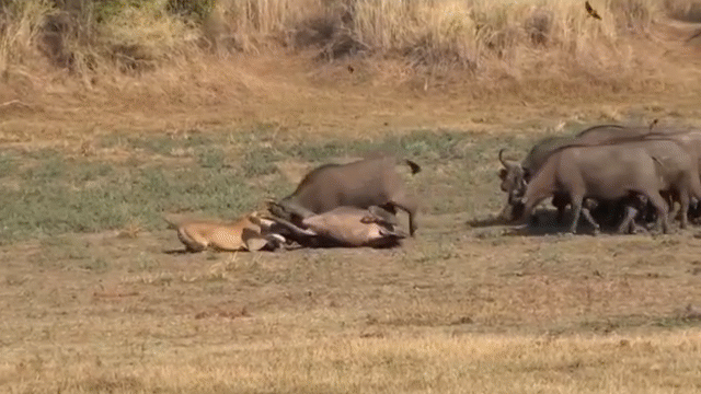 Video: Bị đàn trâu rừng kéo đến "quây" hội đồng, sư tử vội vã "bỏ của chạy lấy người"