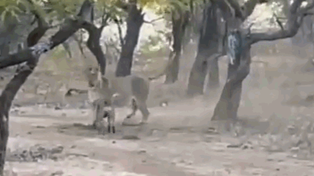 video cho hoang bi tat lech mat vi nghich dai treu nguoi su tu