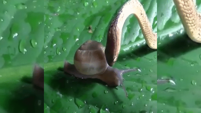 video thu vi canh ran doc vat va thit chu oc sen