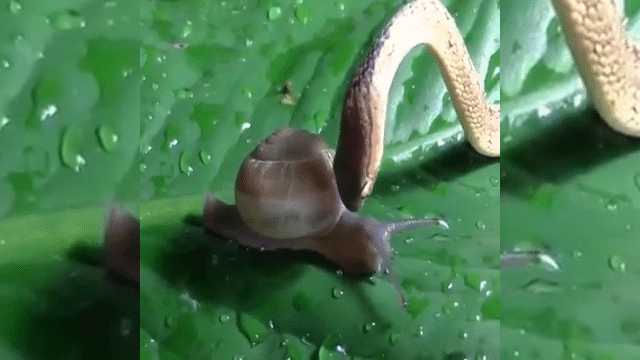 Video: Thú vị cảnh rắn độc vật vã "thịt" chú ốc sên