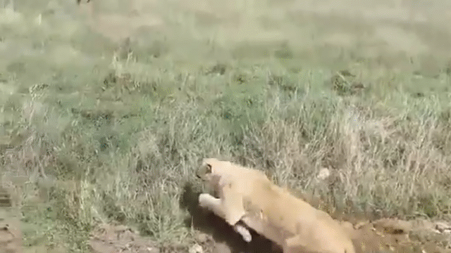Video: Sư tử phải chạy mất dạng vì bị trâu rừng "quây"