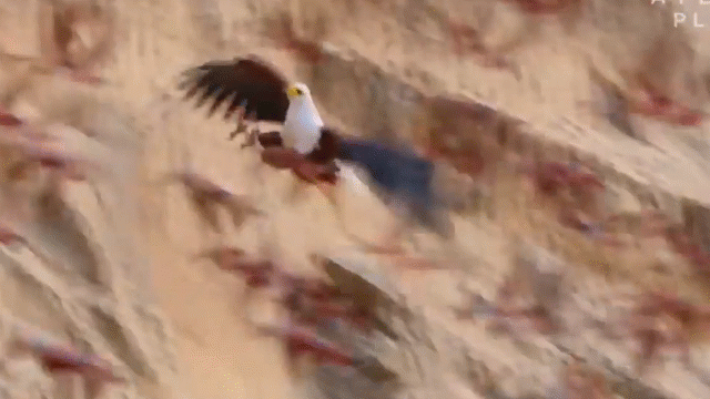 Video: Đại bàng, cá sấu đua nhau phục kích tóm chim trảu trên không