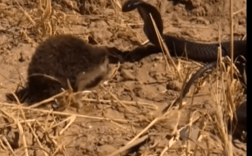 Video: Hổ mang Ai Cập hung hăng tấn công nhím gai bé nhỏ và cái kết "tái tê"