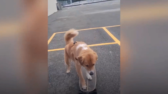 Video: Chú chó bất ngờ "nổi như cồn" nhờ khả năng trượt ván siêu hạng