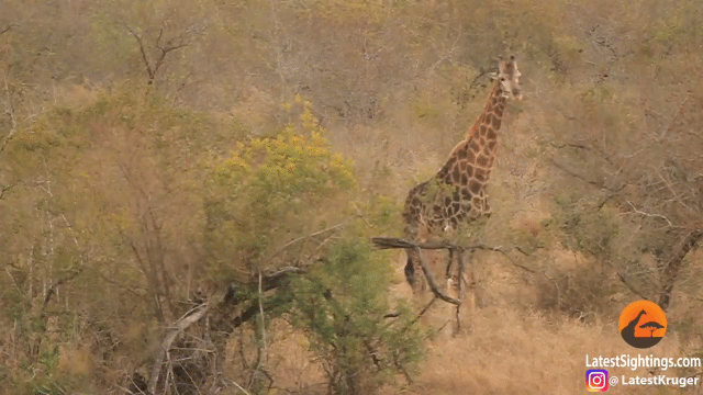 video huou cao co tung chieu doc dan su tu hung hang phai nup lum vi so hai