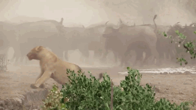 Video: Bị trâu rừng đuổi ngược, sư tử tháo chạy "xé gió"