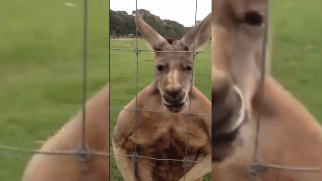 video kangaroo khoe co bap cuon cuon nhu luc si thai do cuc gay han voi nguoi qua duong