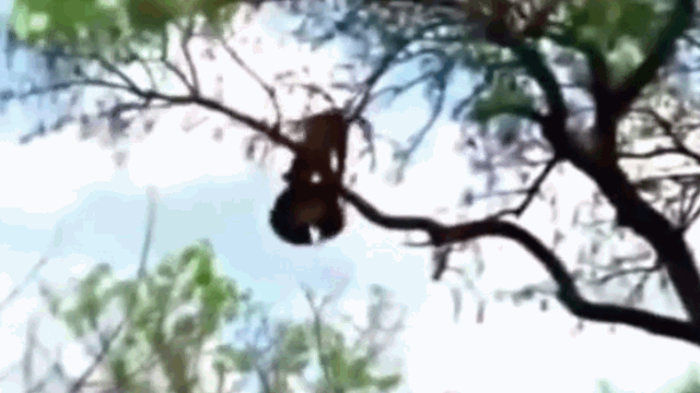 Video: Chú báo con bị đại bàng bắt, báo mẹ leo lên cây trả thù