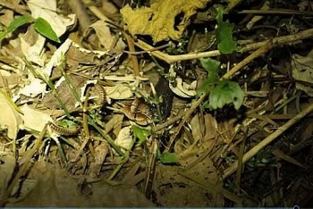 video ran san ho cuc doc bo mang dau thuong vi gap phai ran mai gam hung than kich doc