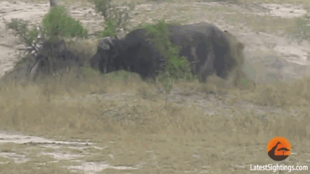 Video: Sư tử đực bị con mồi phản đòn, quật "thừa sống thiếu chết"