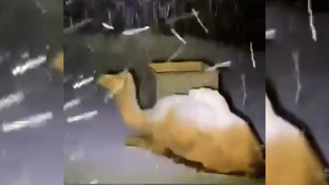 video lac da ngo ngac khi lan dau duoc thay tuyet roi o a rap saudi
