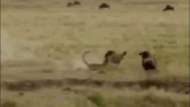video linh duong dau bo noi dien huc vang ke san moi de bao ve con
