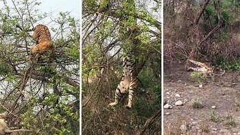 video ho doi danh lieu leo len cay bat khi khong ngo nhan cai ket muoi mat