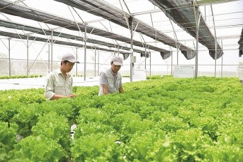 ho tro doanh nghiep viet nam san xuat ben vung