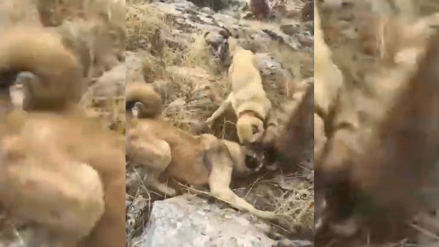 video lot vao tam mat cua ba chu cho chan cuu linh cau bi danh hoi dong dap mat