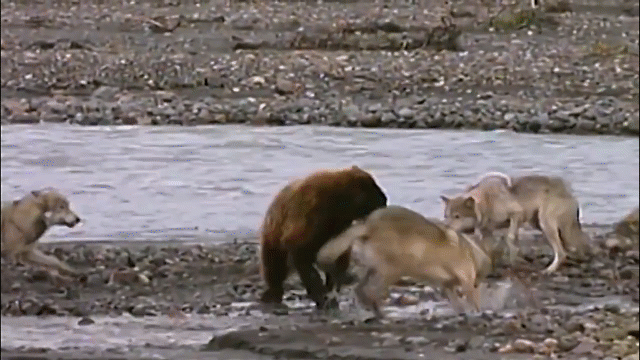 video gau xam doi vat va quyet tu chien 4 soi hung du de gianh mieng an