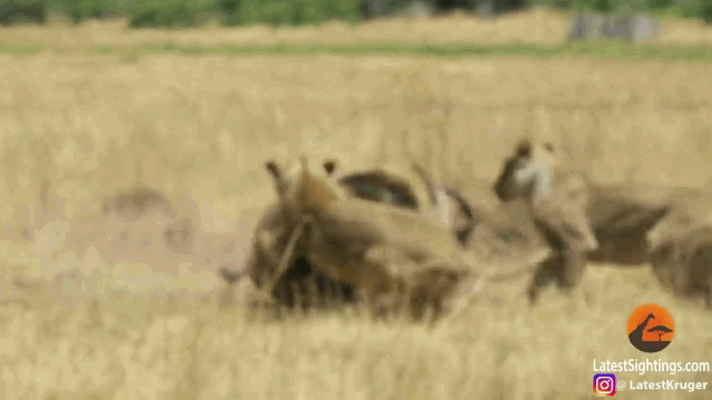 Video: Đơn độc đối đầu 2 sư tử, linh dương què quặt bật dậy phản đòn và cái kết