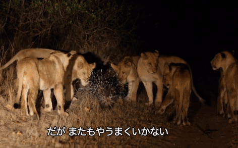 Video: Nhím Cape chiến thắng ngoạn mục đàn sư tử trong đêm