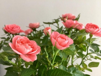 nhung loi chuc ngay 83 danh cho nguoi yeu khien nang cam thay minh dac biet vo cung