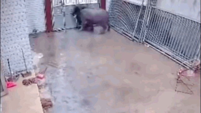 video trau dien bat ngo xong vao huc bay chu nha