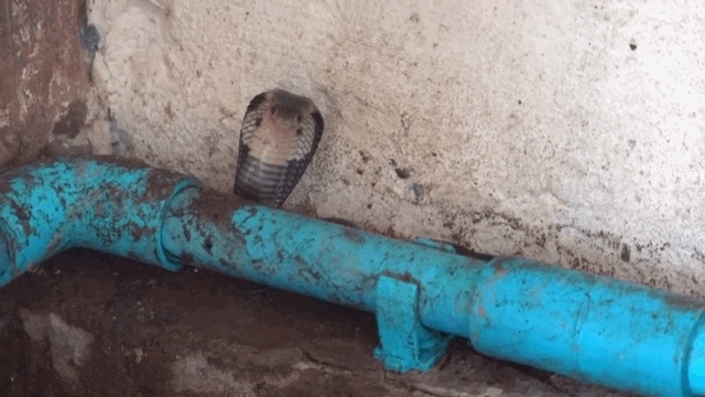 video phat hien 7 con ran ho mang lam to trong may giat chu nha that kinh bo chay