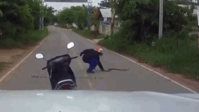 video phat hien con ran dang bo tren duong cao thu xuong tay nhanh nhu chop