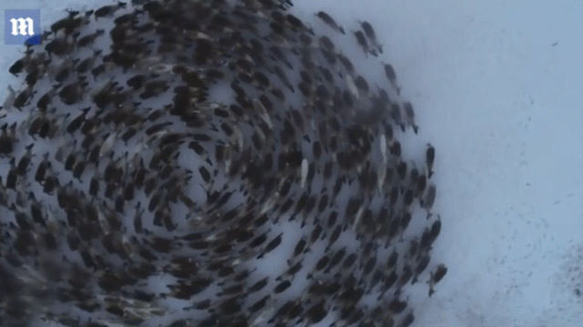 man nhan voi loc xoay tuan loc khong lo o bac cuc gay hoa mat